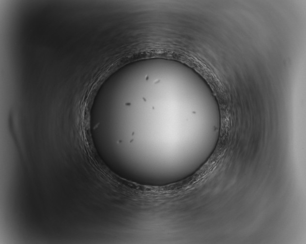 X0000088060961200705110910