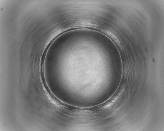 X0000088061039200705111328