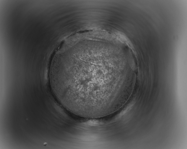 X0000088060441200705251345