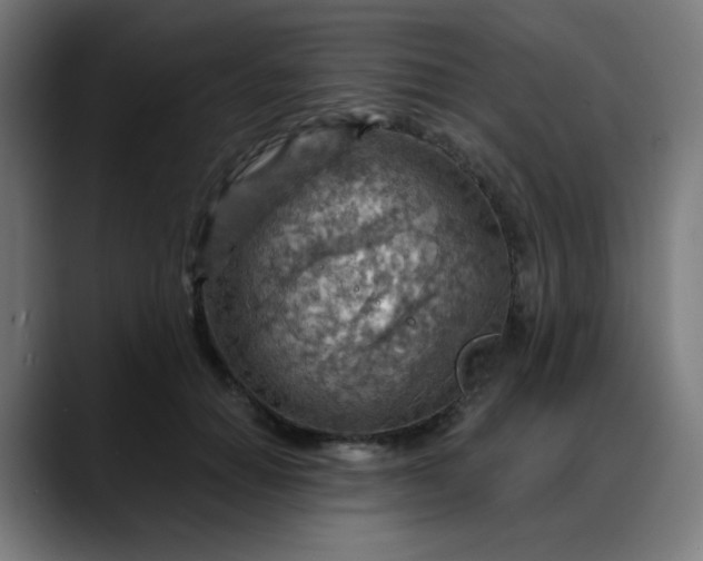 X0000088060654200705251343