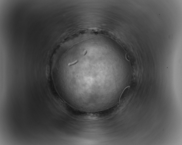 X0000088060656200705251343