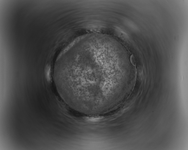 X0000088061060200705251338