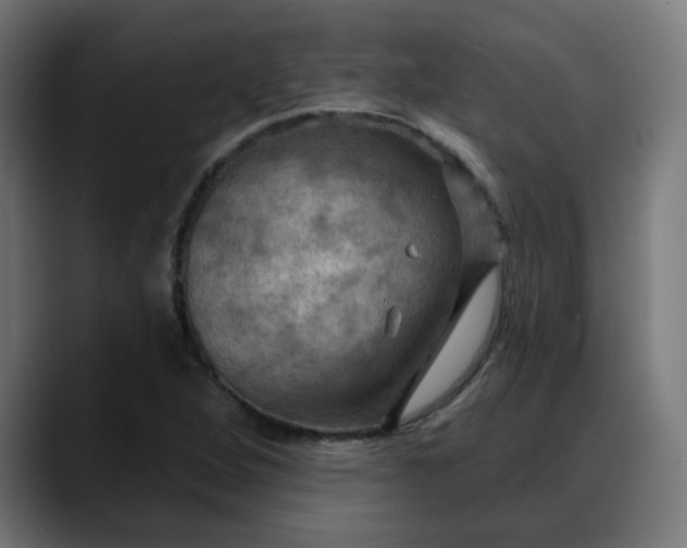 X0000088061264200705251335