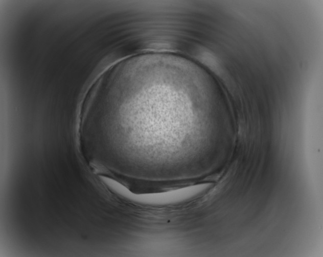 X0000088061378200705251334