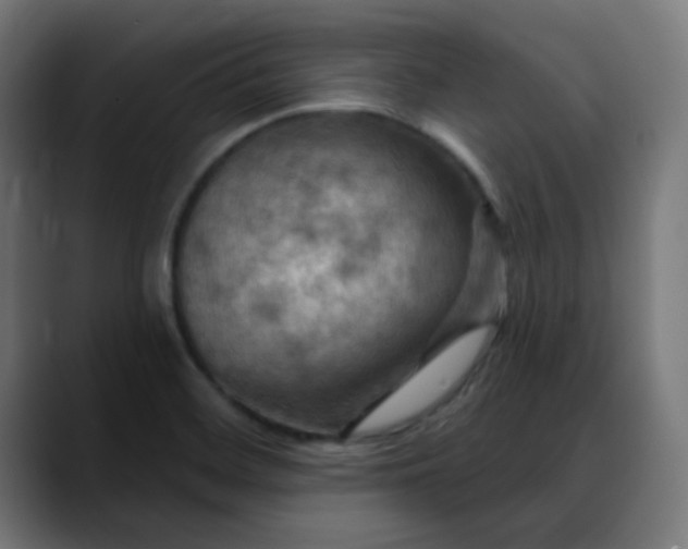 X0000088061468200705251332