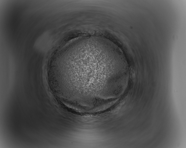 X0000088061489200705251332