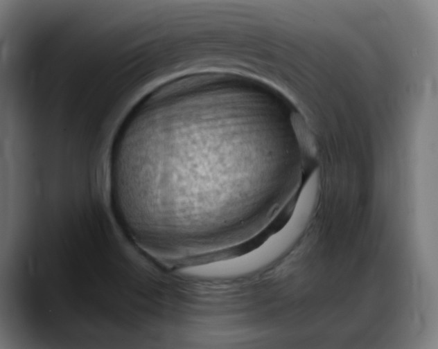 X0000088061515200705251332
