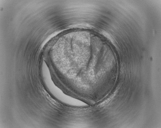 X0000088060923200706011445