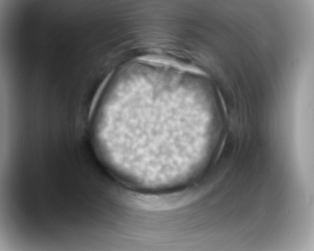 X0000088060030200706081658