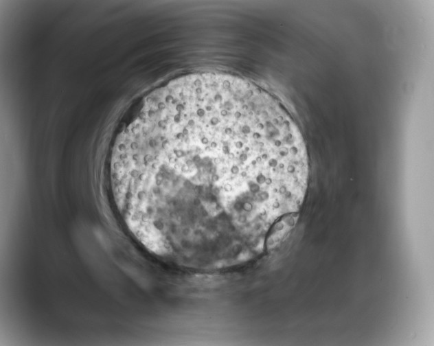 X0000088060145200706081656