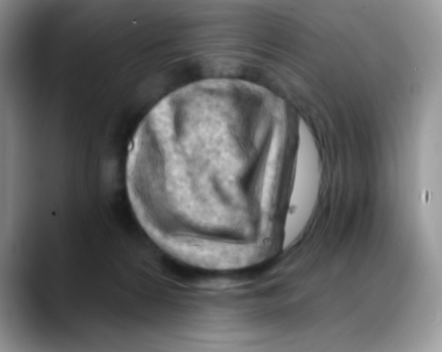 X0000088060224200706081656