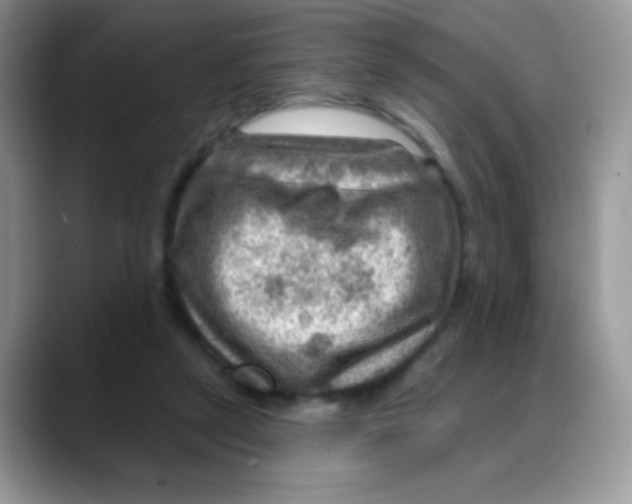 X0000088060257200706081655