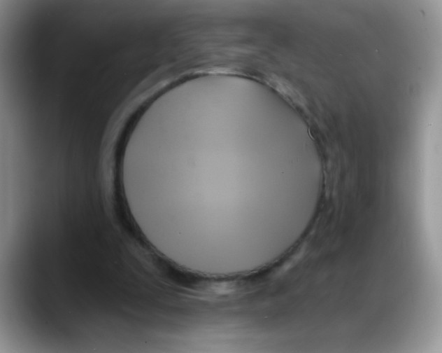 X0000088060295200706081655