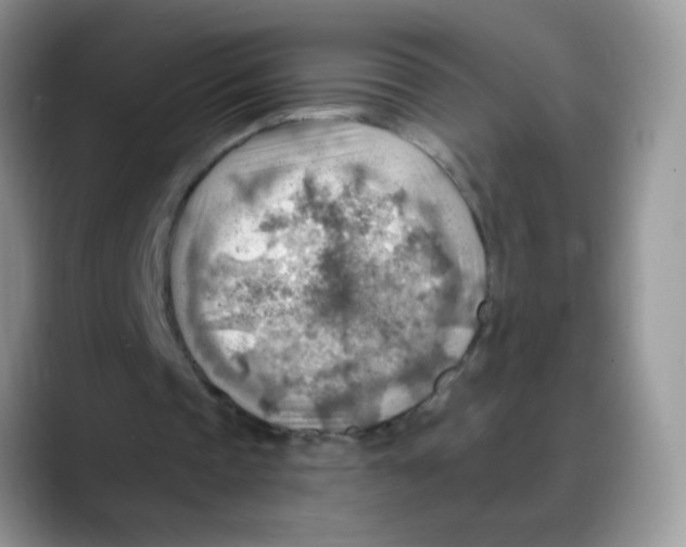 X0000088060337200706081654