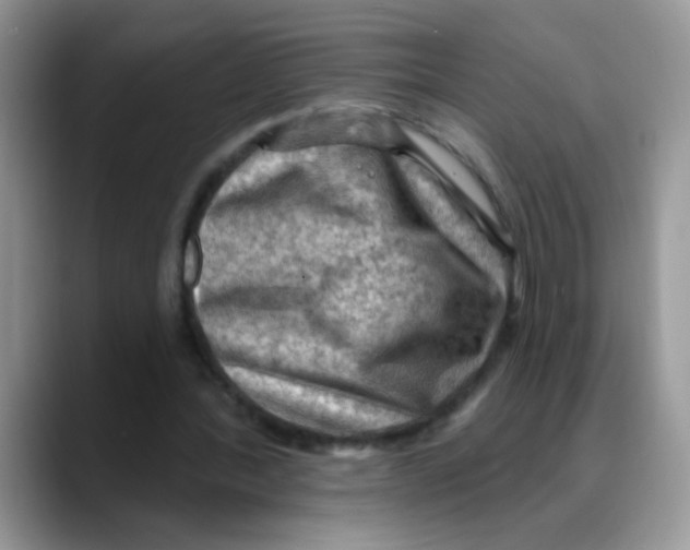 X0000088060388200706081654