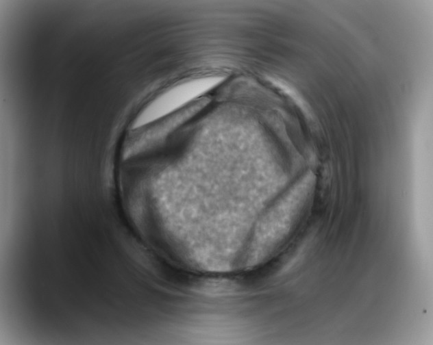 X0000088060399200706081653
