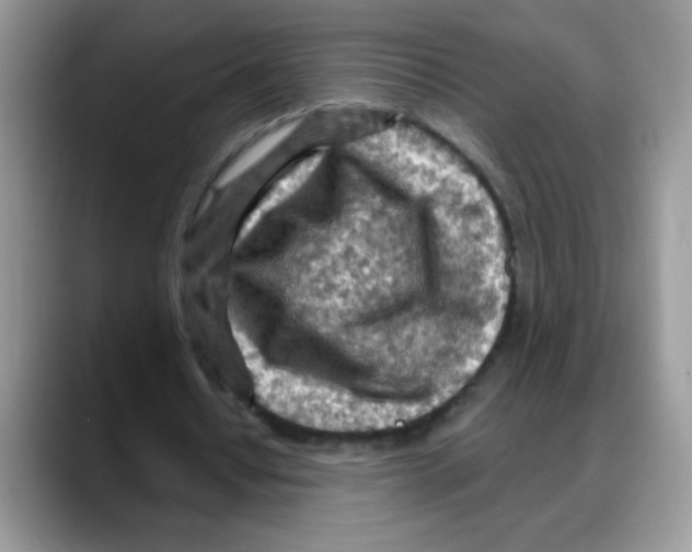X0000088060434200706081652