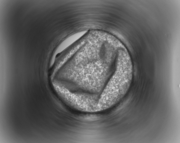 X0000088060445200706081653