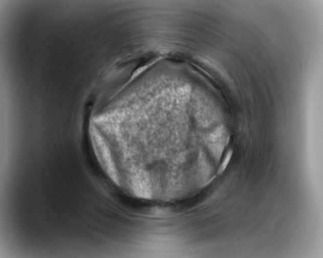 X0000088060496200706081652