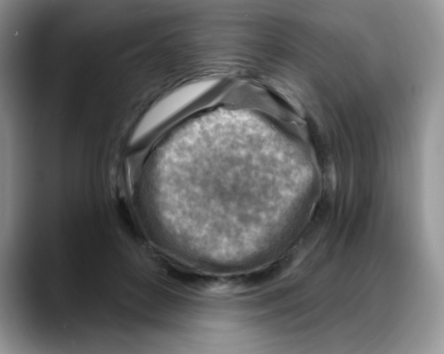 X0000088060504200706081652