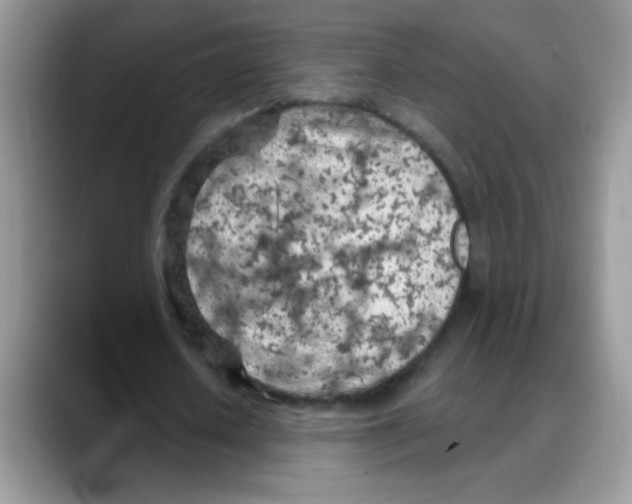 X0000088060626200706081650