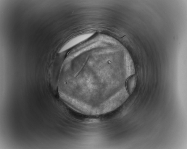 X0000088060649200706081650