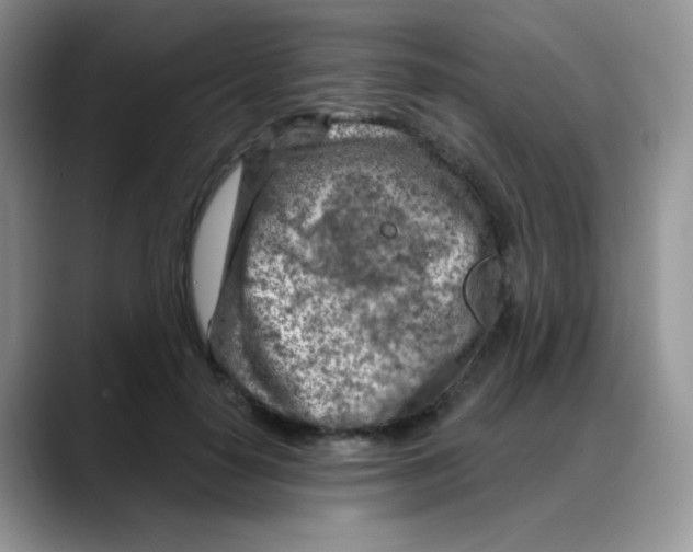 X0000088060650200706081650