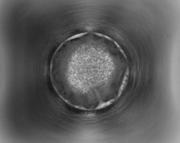 X0000088060651200706081650