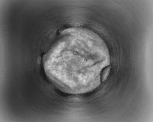 X0000088060652200706081650