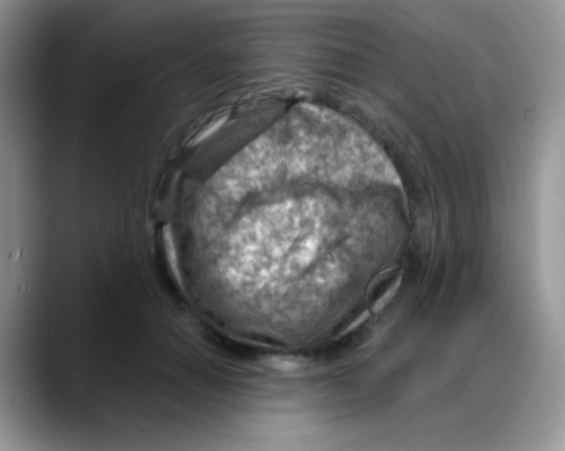 X0000088060654200706081650