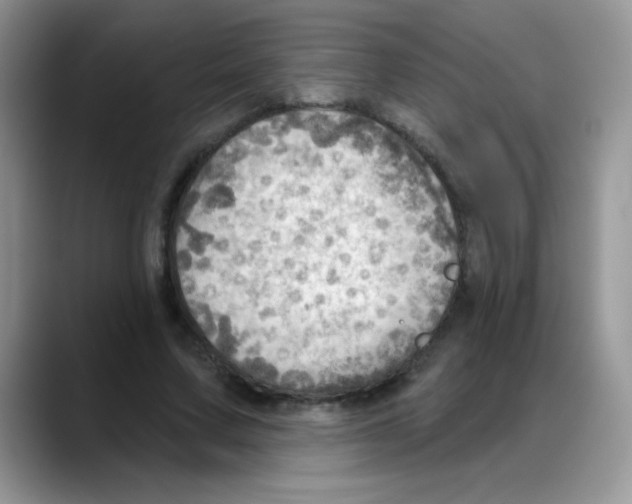 X0000088060683200706081650