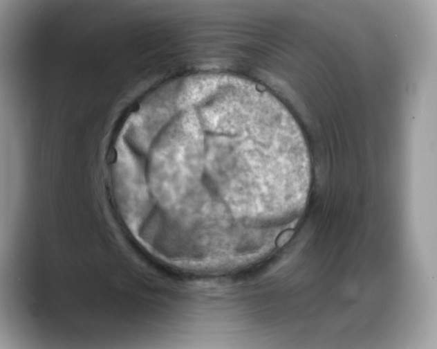 X0000088060721200706081649