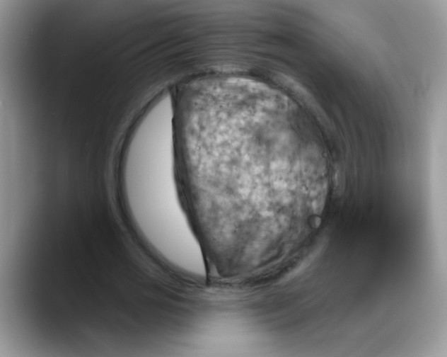 X0000088060725200706081649