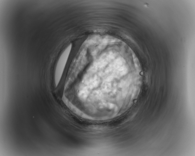 X0000088060733200706081649