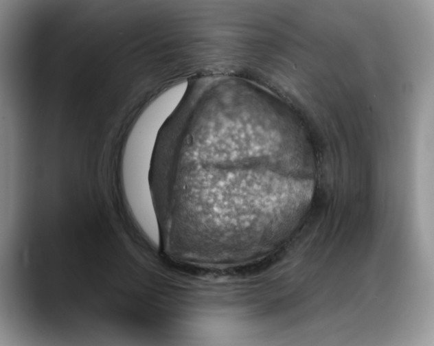 X0000088060742200706081649