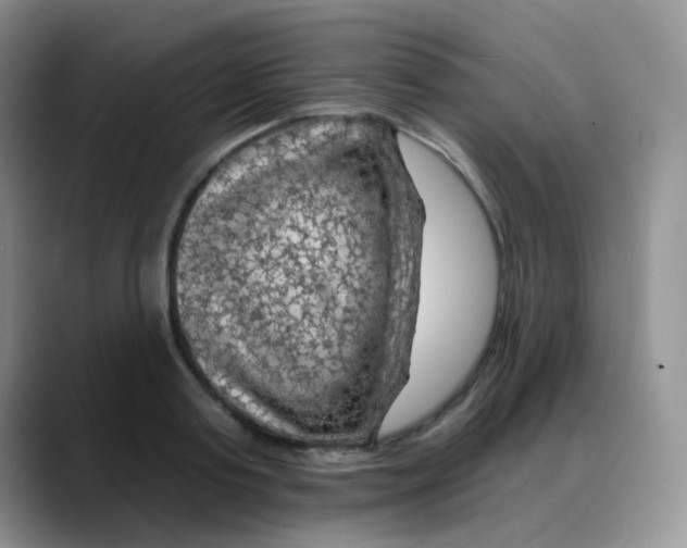X0000088060795200706081648