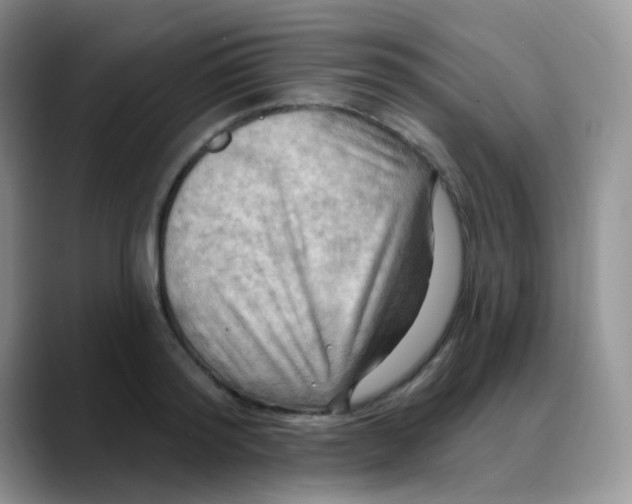 X0000088060796200706081648