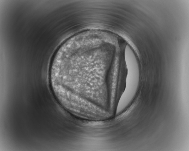 X0000088060845200706081648