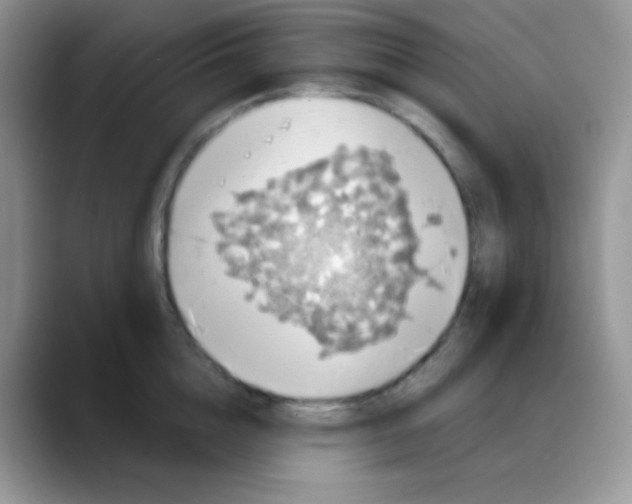 X0000088060856200706081648