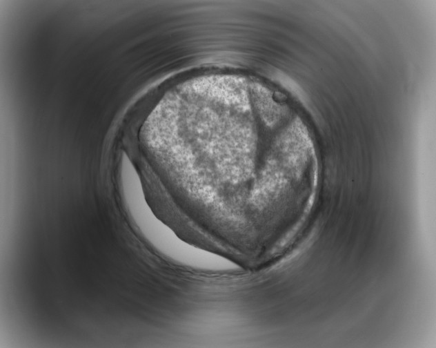 X0000088060923200706081646