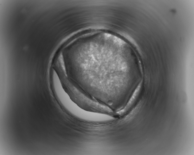 X0000088060935200706081646