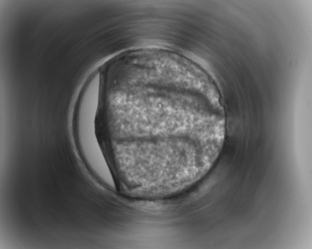 X0000088060995200706081646