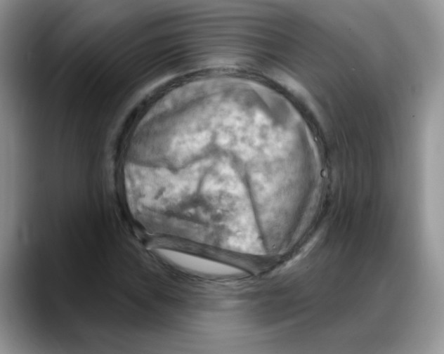 X0000088061019200706081645