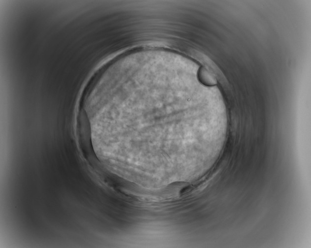X0000088061036200706081645
