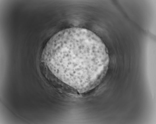 X0000088061105200706081644