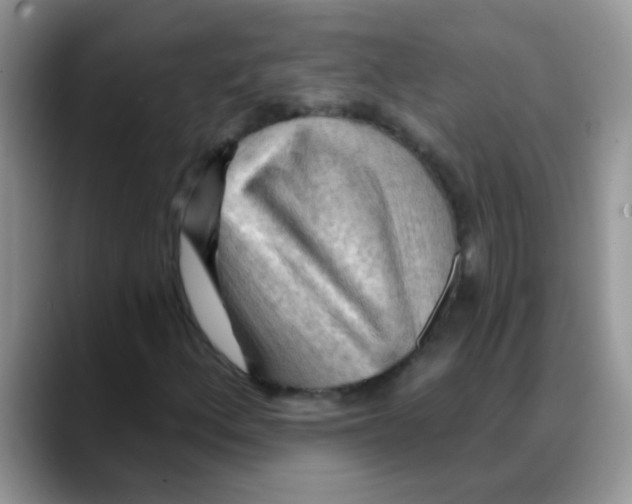 X0000088061156200706081644