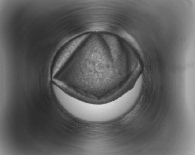 X0000088061226200706081643