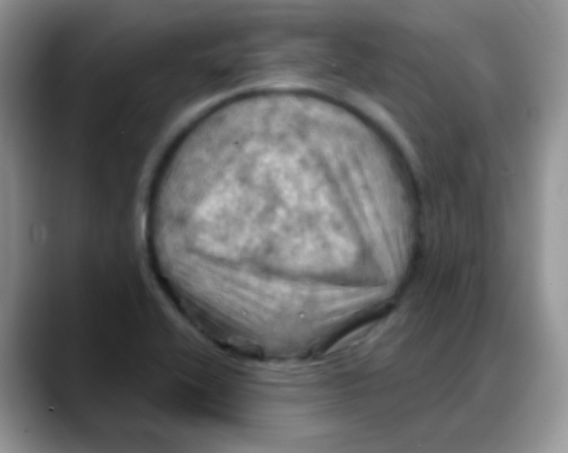X0000088061416200706081640