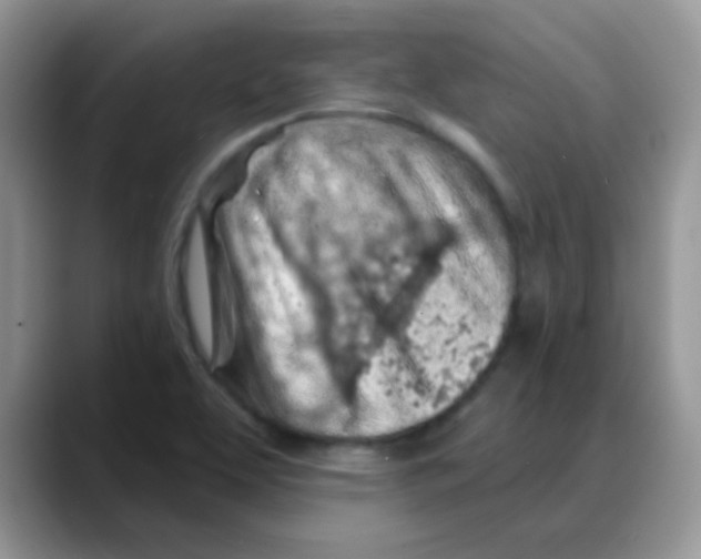X0000088061463200706081640