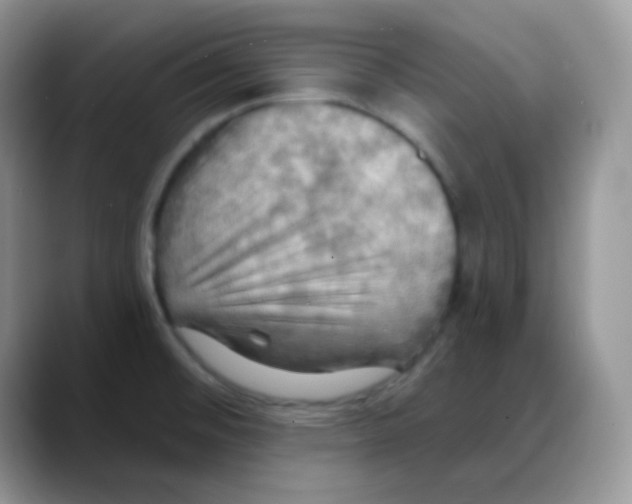 X0000088061476200706081639